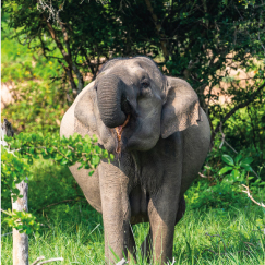 MIRISSA TO YALA NATIONAL PARK